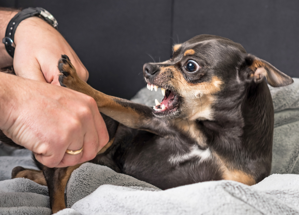 what should you do if your dog bites someone