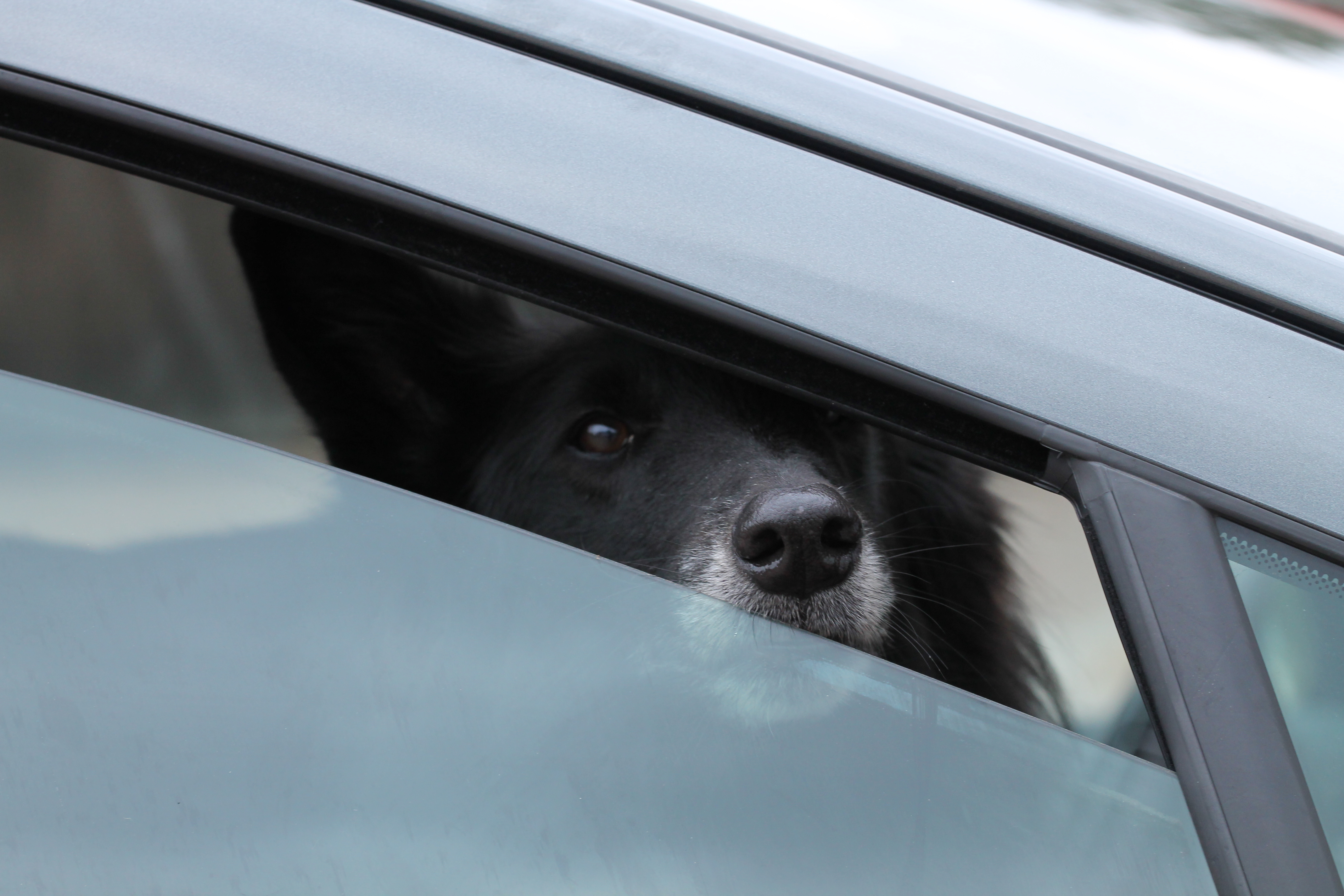 do dogs die in car accidents